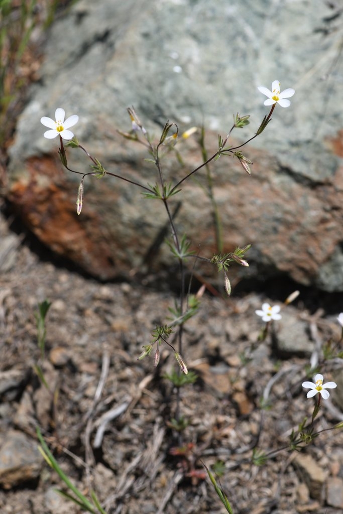 Leptosiphon rattanii