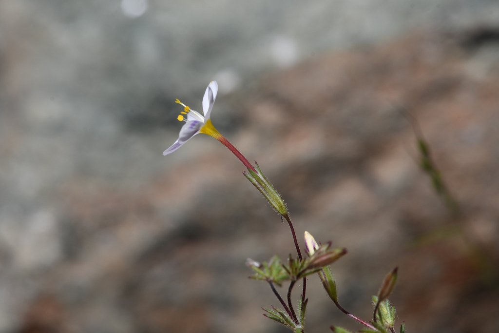 Leptosiphon rattanii