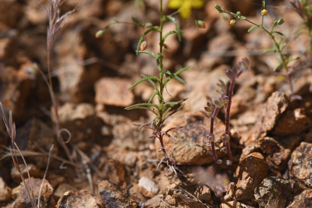 Hesperolinon adenophyllum