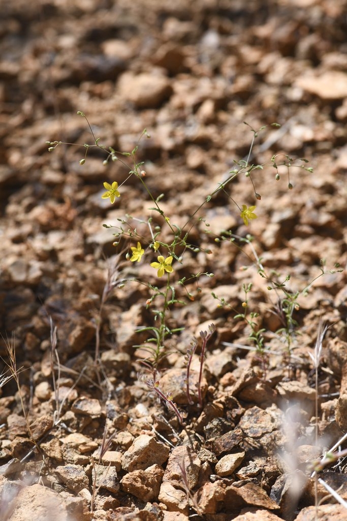 Hesperolinon adenophyllum