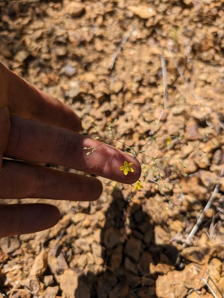 Hesperolinon adenophyllum