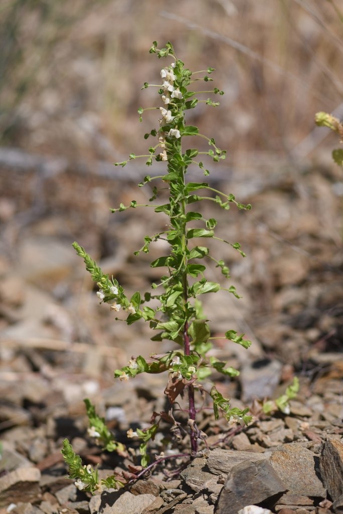 Antirrhinum subcordatum