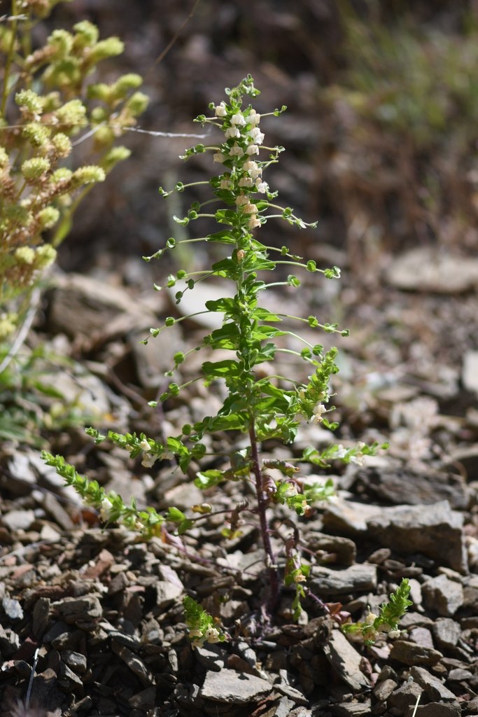 Antirrhinum subcordatum