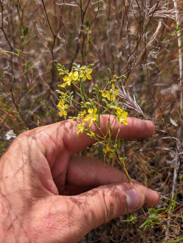 Hesperolinon tehamense