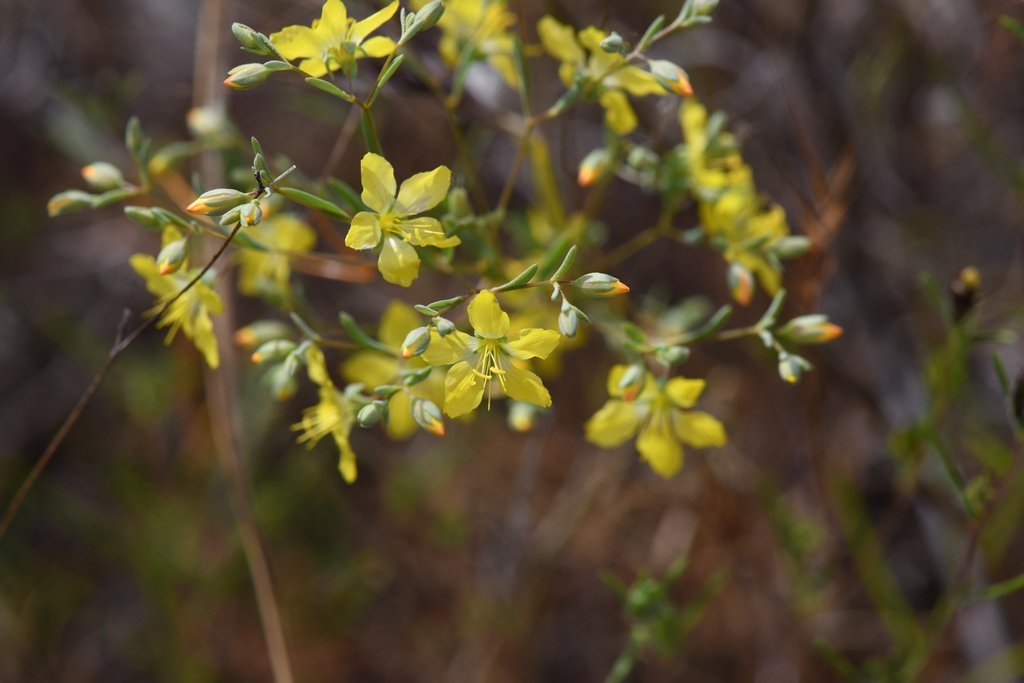 Hesperolinon tehamense