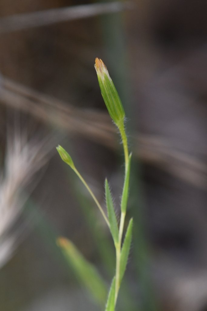 Tracyina rostrata