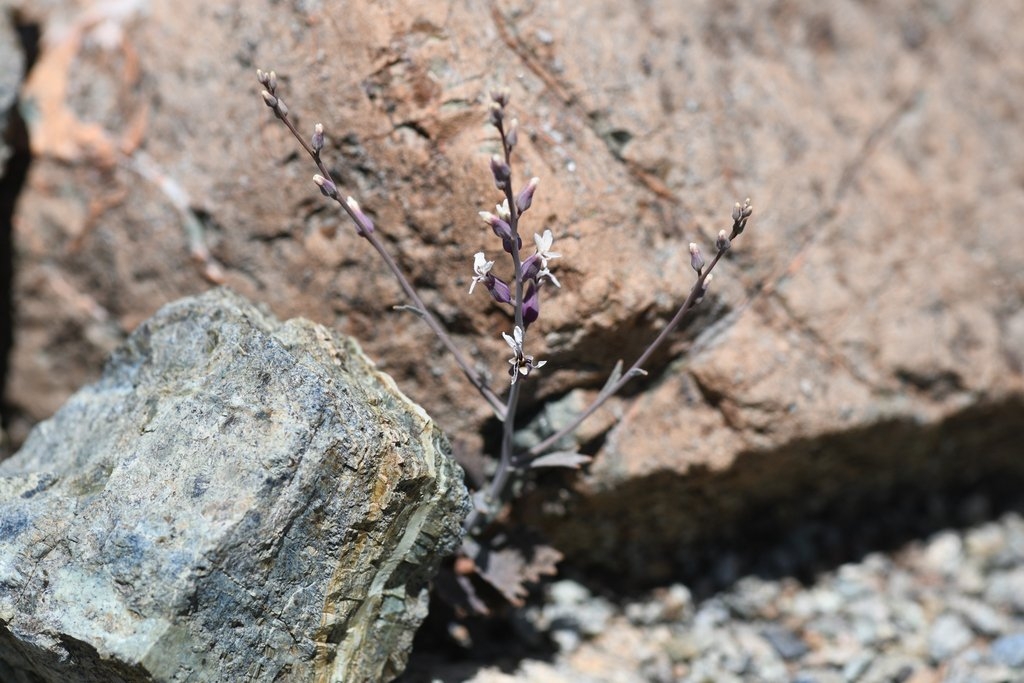 Streptanthus batrachopus