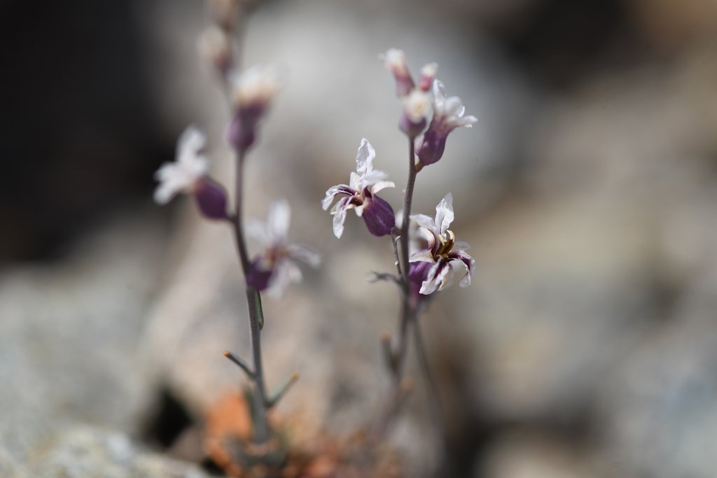 Streptanthus batrachopus