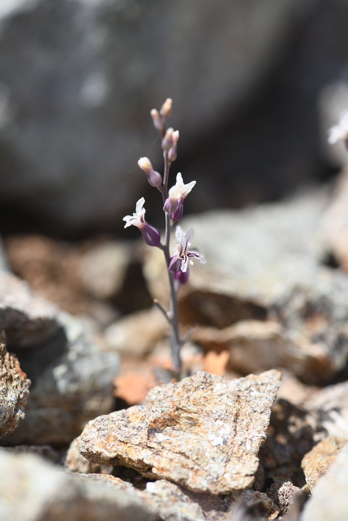 Streptanthus batrachopus