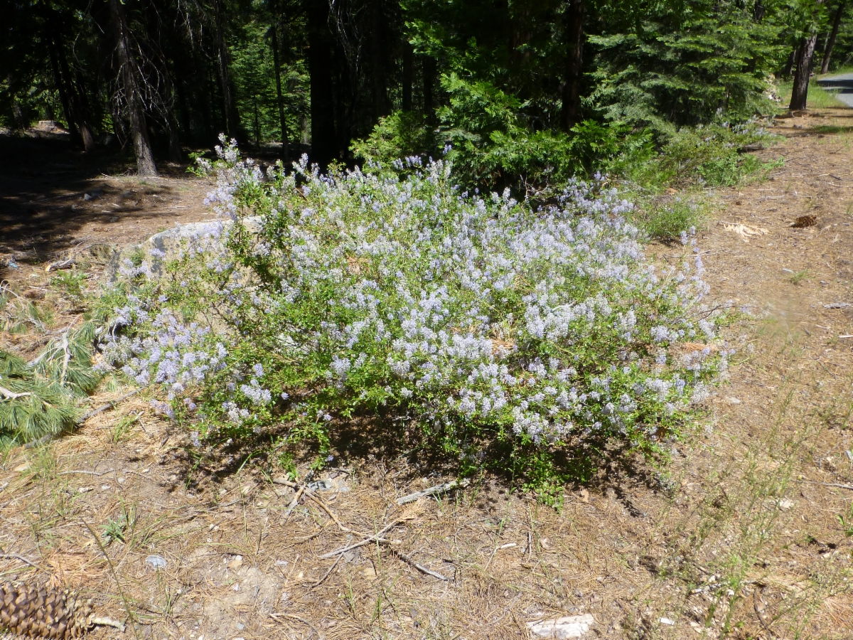 Ceanothus parvifolius