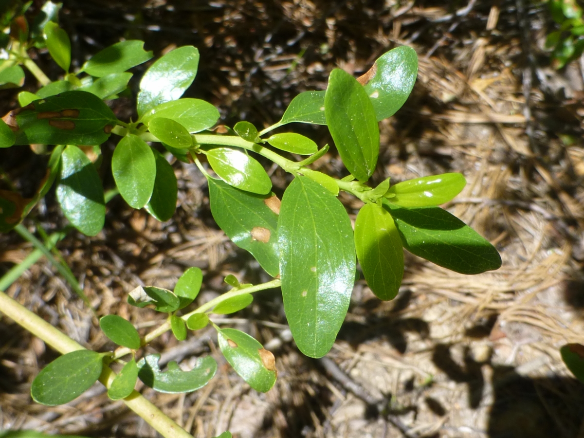 Ceanothus parvifolius