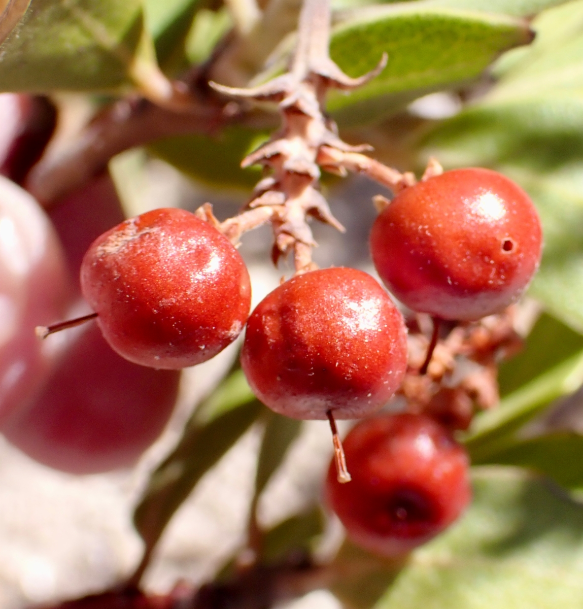 Arctostaphylos glandulosa ssp. gabrielensis