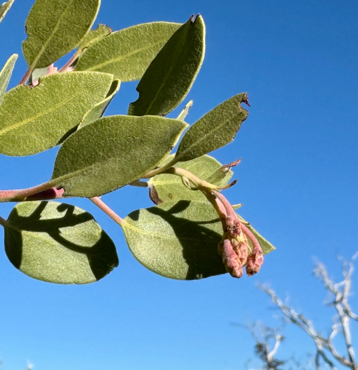 Arctostaphylos glandulosa ssp. gabrielensis