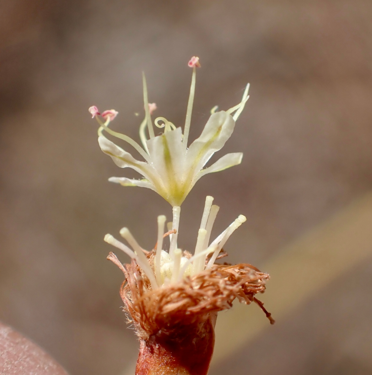 Eriogonum nudum var. pauciflorum