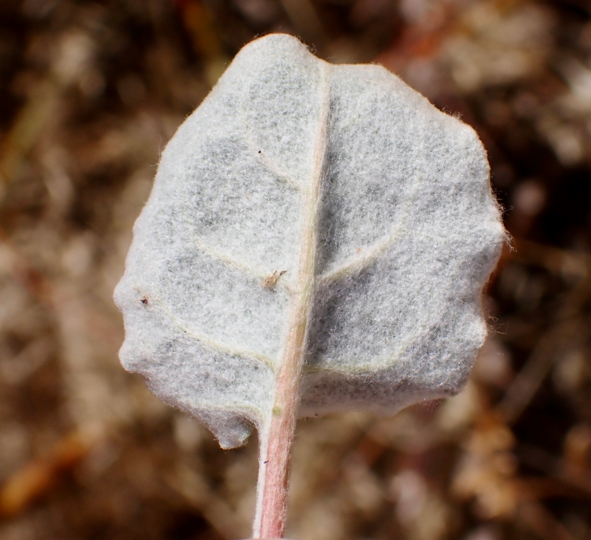 Eriogonum nudum var. pauciflorum