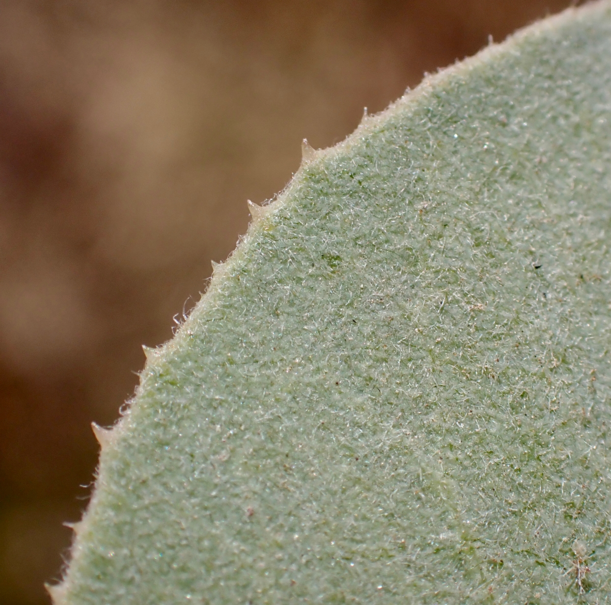 Arctostaphylos glandulosa ssp. glandulosa