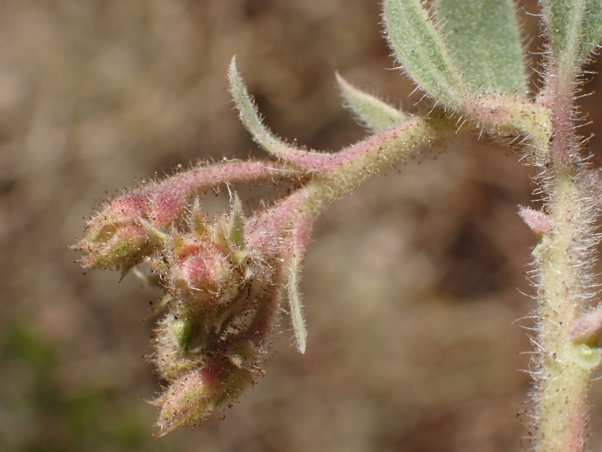 Arctostaphylos glandulosa ssp. glandulosa