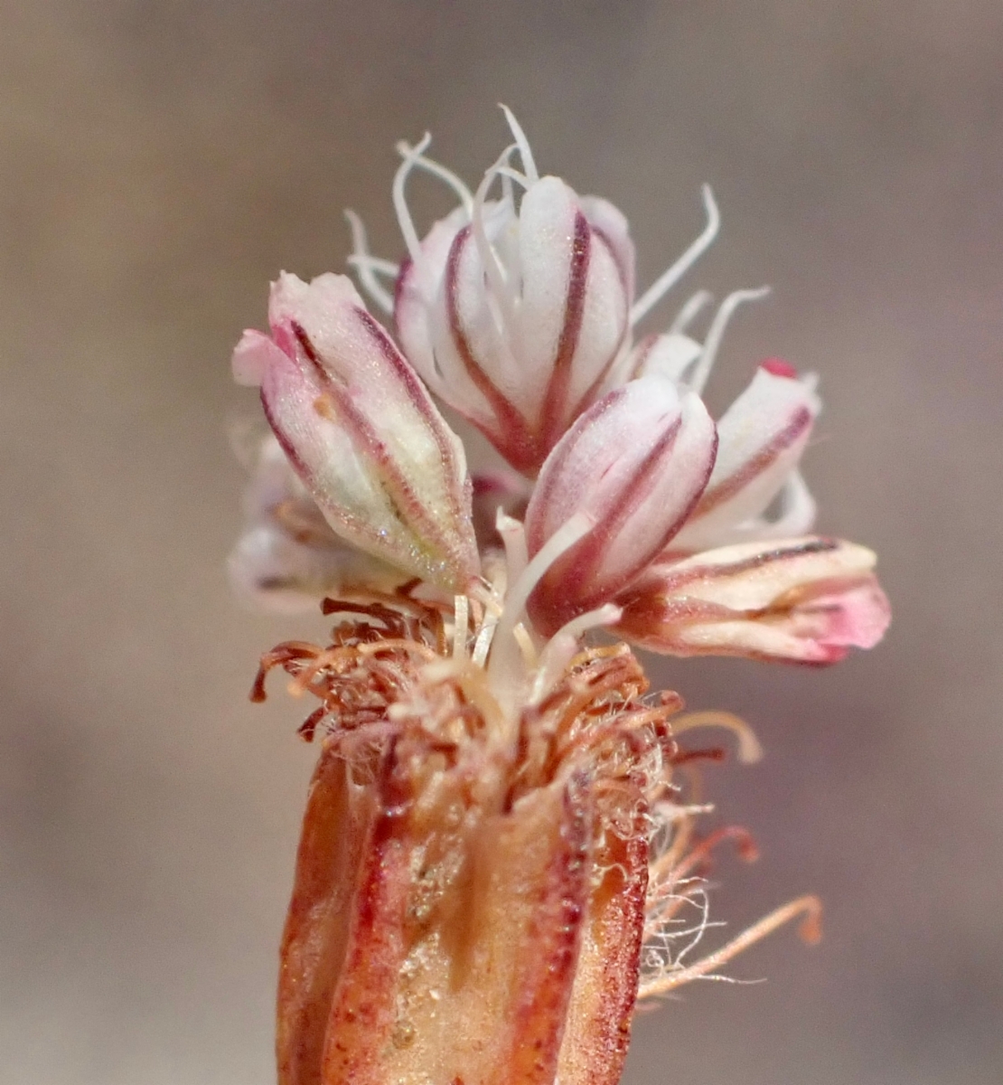 Eriogonum davidsonii