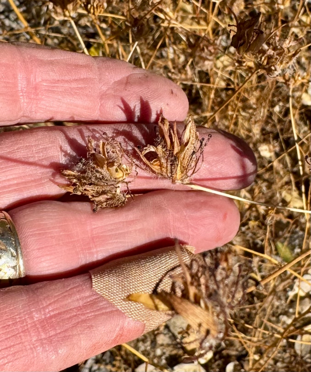 Cordylanthus rigidus ssp. setiger