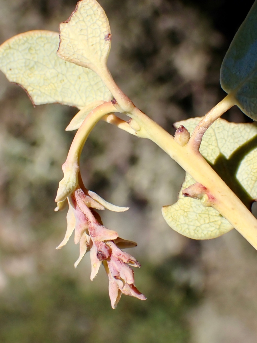 Arctostaphylos glauca