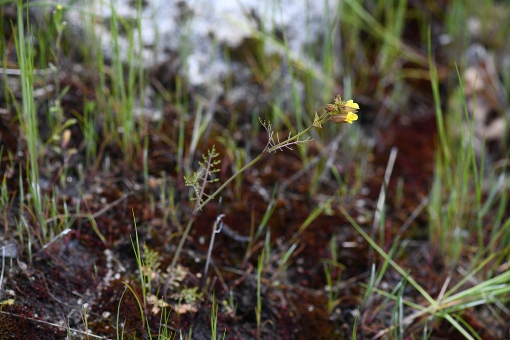 Erythranthe filicifolia