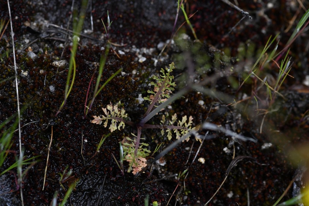 Erythranthe filicifolia