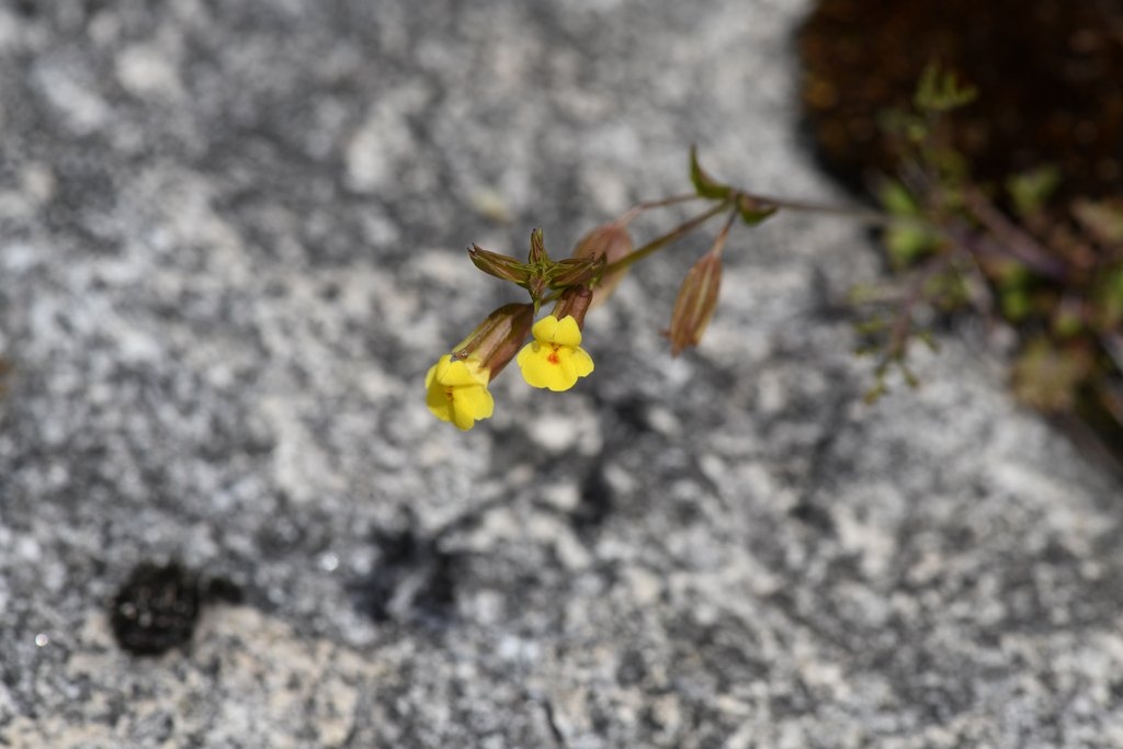 Erythranthe filicifolia