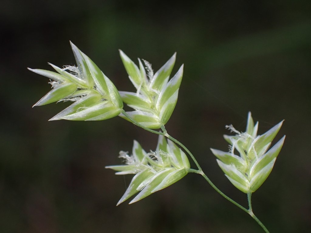 Poa sierrae