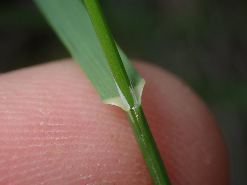 Poa sierrae