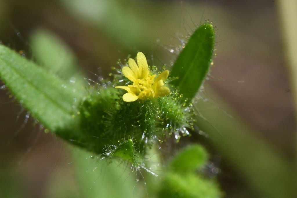 Madia subspicata