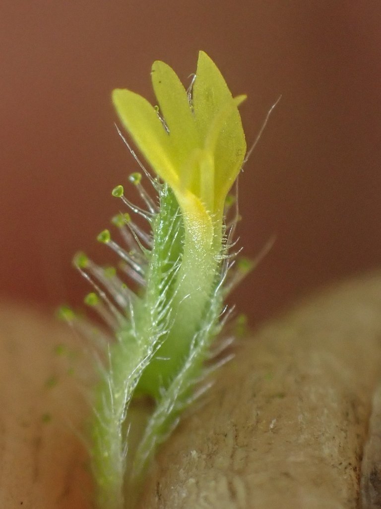 Madia subspicata