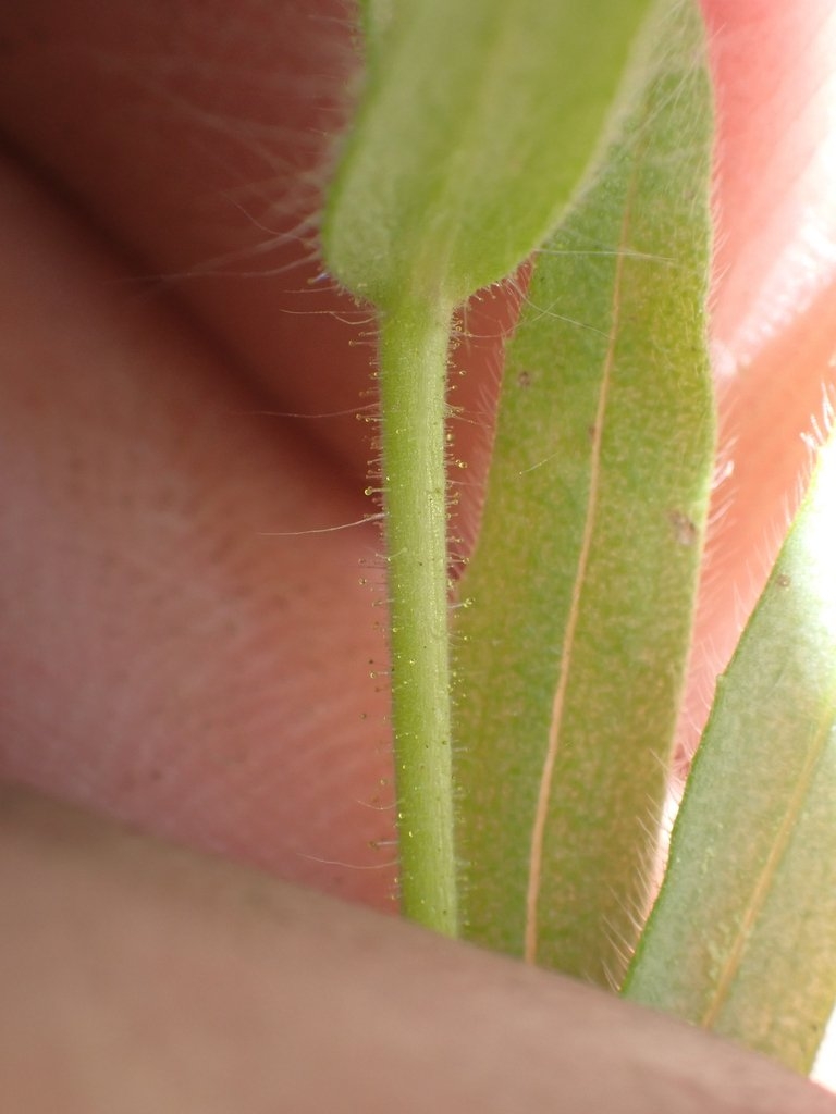 Madia subspicata