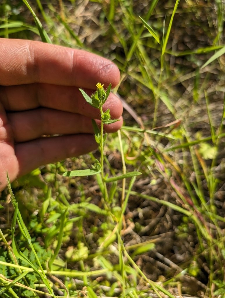 Madia subspicata