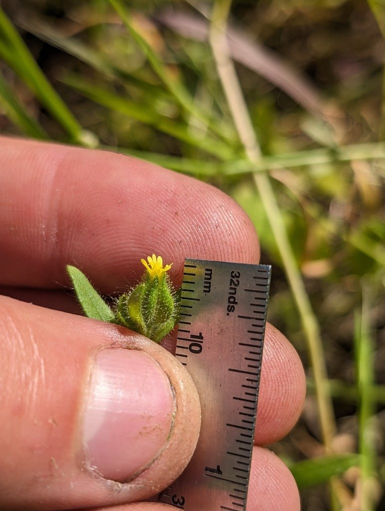 Madia subspicata