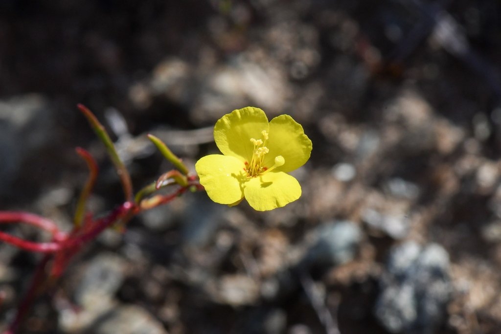 Camissonia lacustris