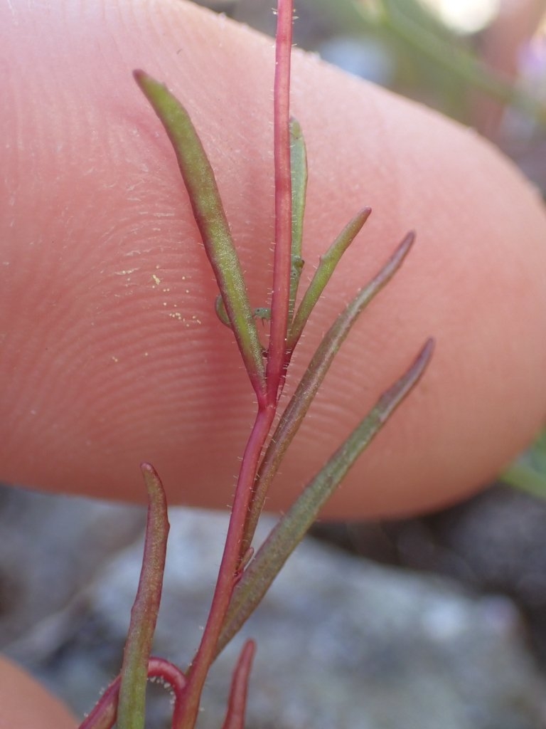 Camissonia lacustris