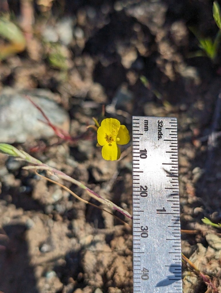 Camissonia lacustris