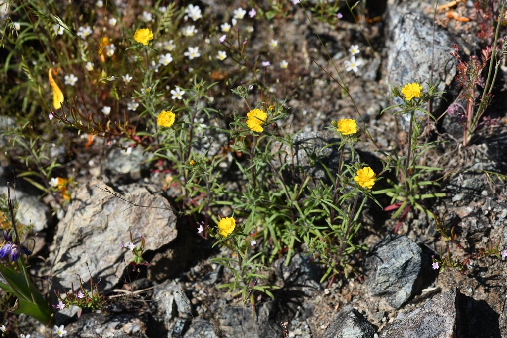 Harmonia guggolziorum