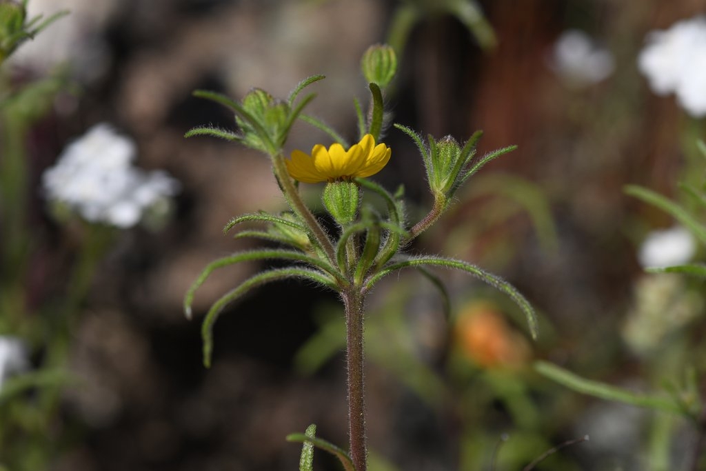 Harmonia guggolziorum