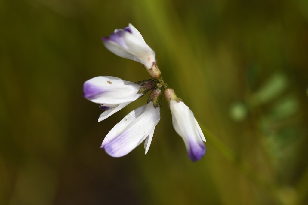 Astragalus claranus