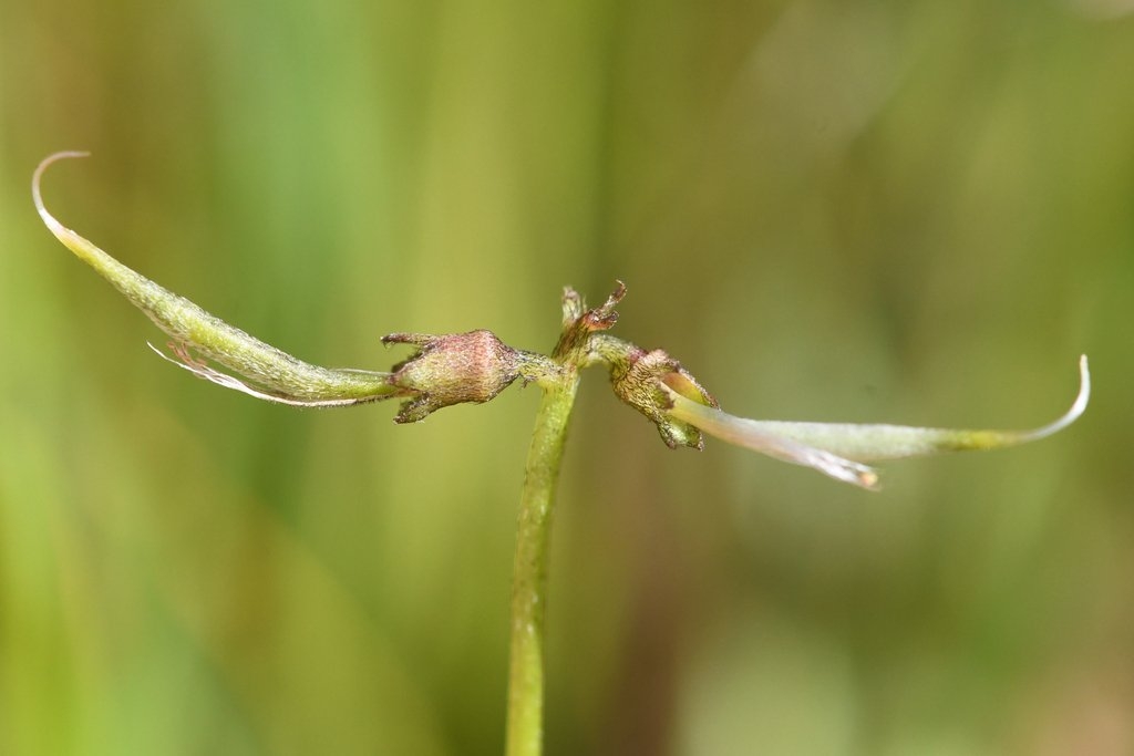 Astragalus claranus