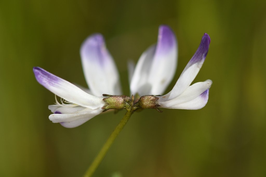 Astragalus claranus