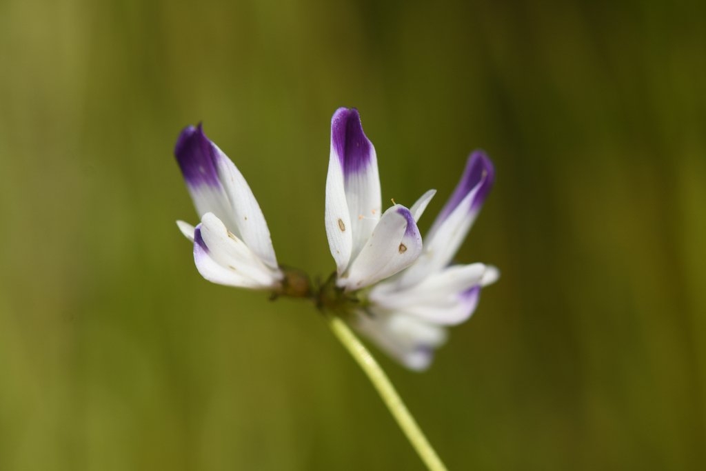 Astragalus claranus