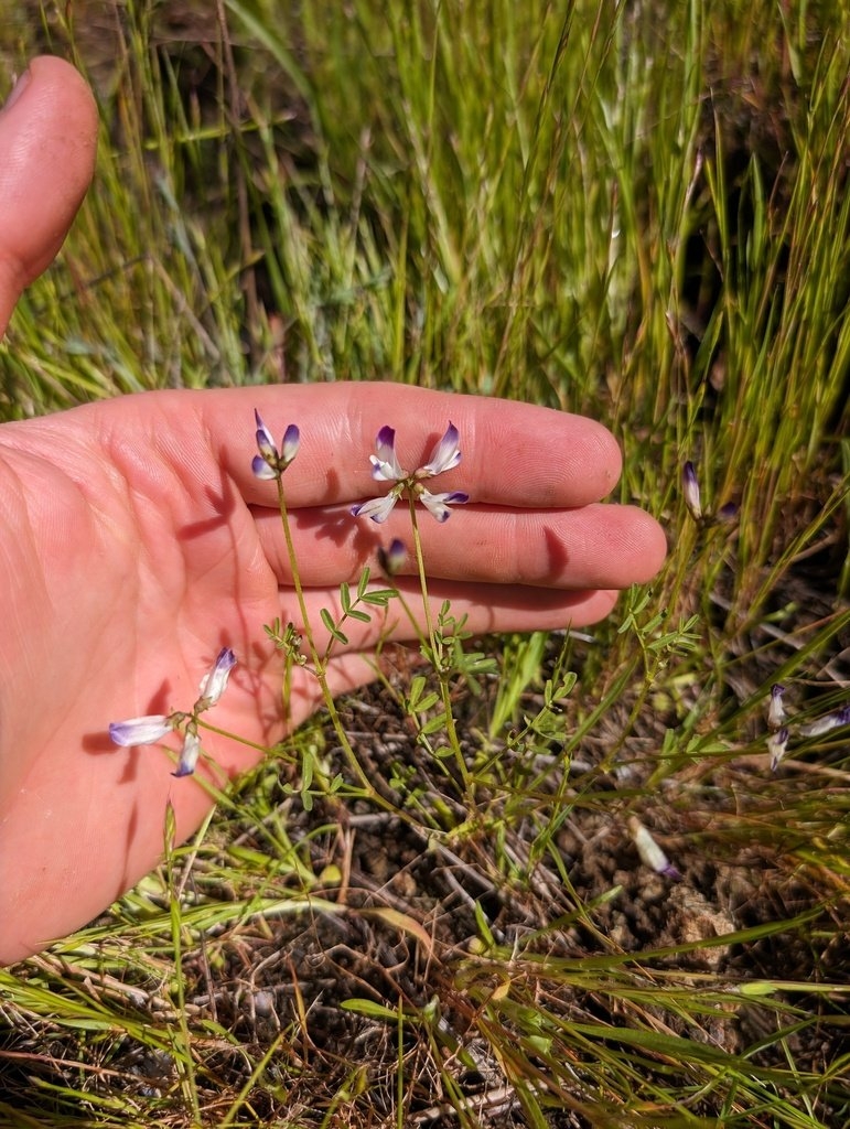 Astragalus claranus