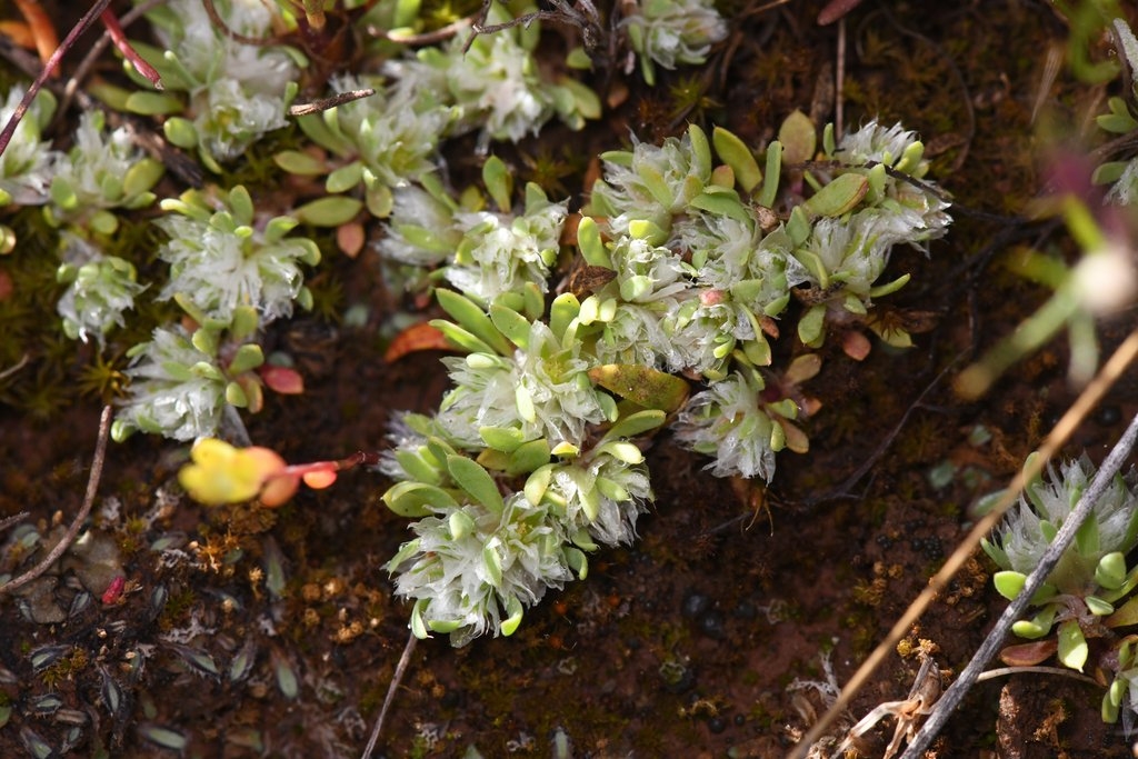 Paronychia ahartii