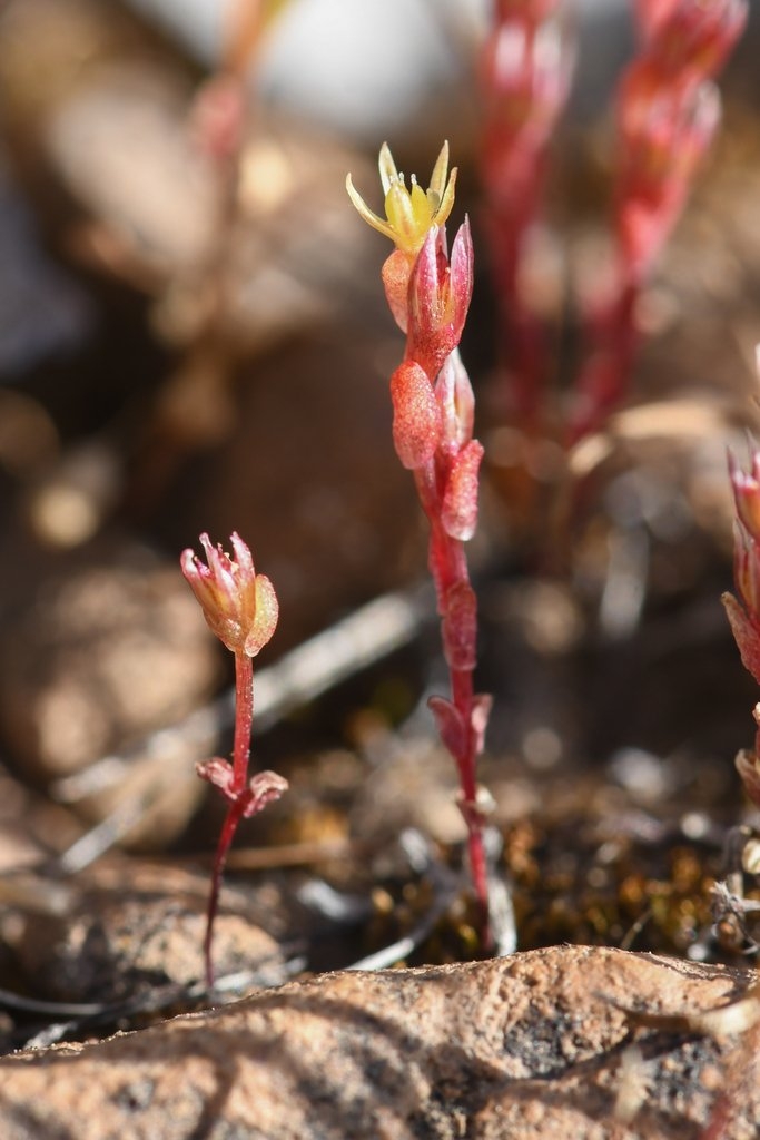 Sedella leiocarpa