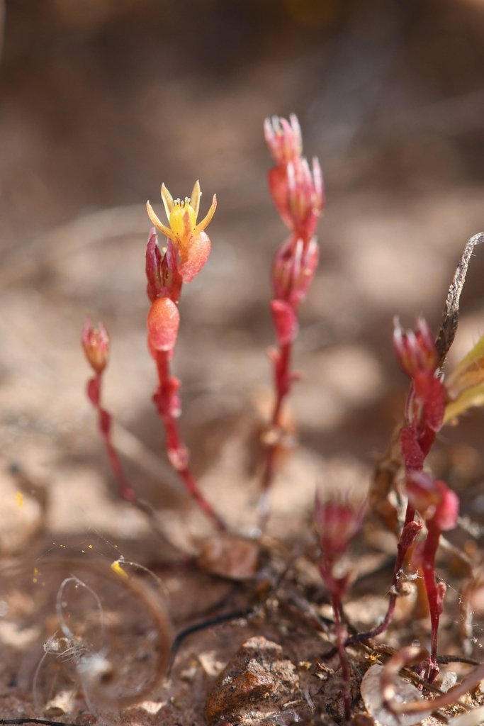 Sedella leiocarpa