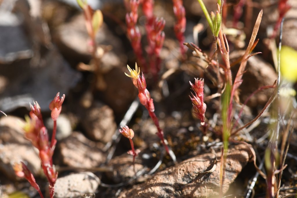 Sedella leiocarpa