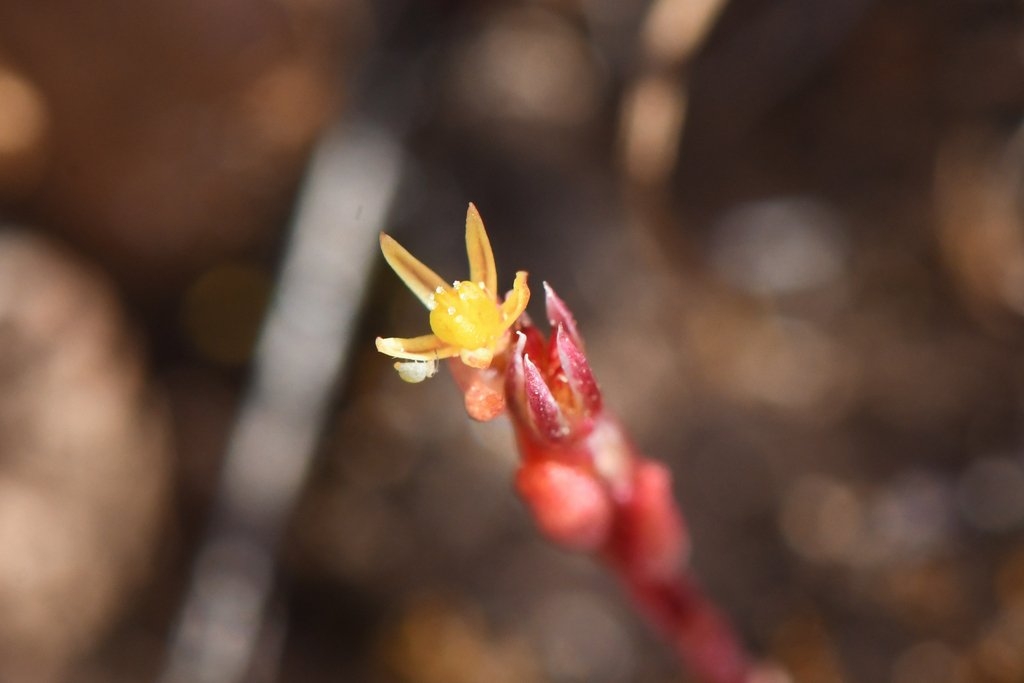 Sedella leiocarpa