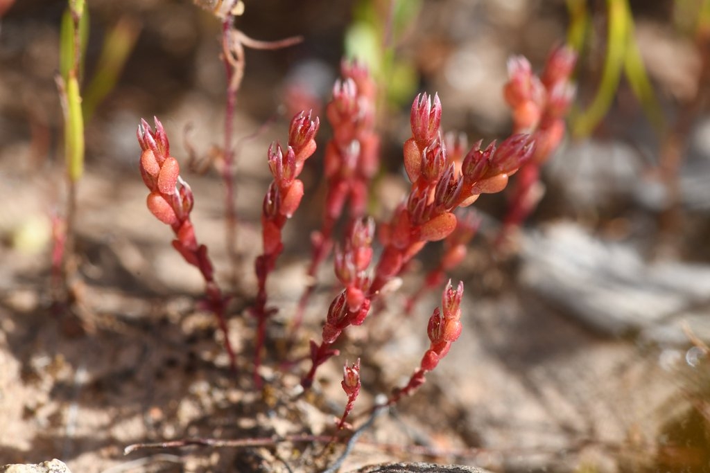 Sedella leiocarpa